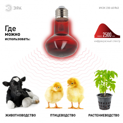 Лампа ЭРА накаливания ИКЗК 230В 60Вт R63 Е27 (инфракрасная зеркальная красная) для обогрева животных и освещения (1/50) (Б0057281)