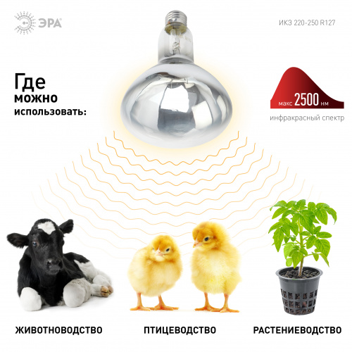Лампа ЭРА накаливания ИКЗ 220В 250Вт R127 E27 (инфракрасная зеркальная прозрачная) кратность 1 шт, для обогрева животных и освещения (1) (Б0055440) фото 3 Лампа ЭРА накаливания ИКЗ 220В 250Вт R127 E27 (инфракрасная зеркальная прозрачная) кратность 1 шт, для обогрева животных и освещения (1) (Б0055440) фото 3